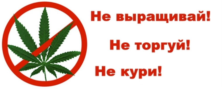 Что грозит за выращивание растений, содержащих наркотические средства?. Что грозит за выращивание растений, содержащих наркотические средства?.